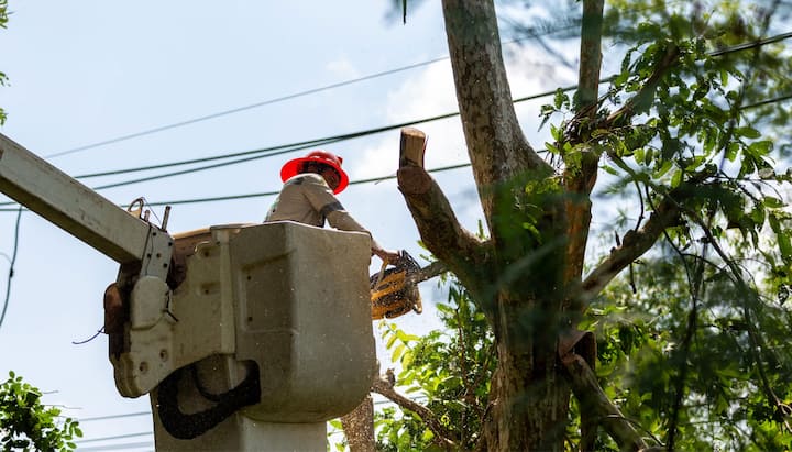 A professional chopping down a tree with a saw in Cumming, GA.