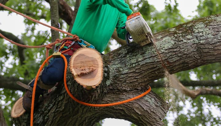 A tree being trimmed in Cumming, GA.