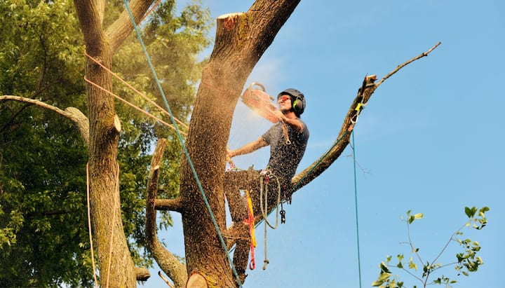 A tree trimming expert chopping down a tree in Cumming, GA.