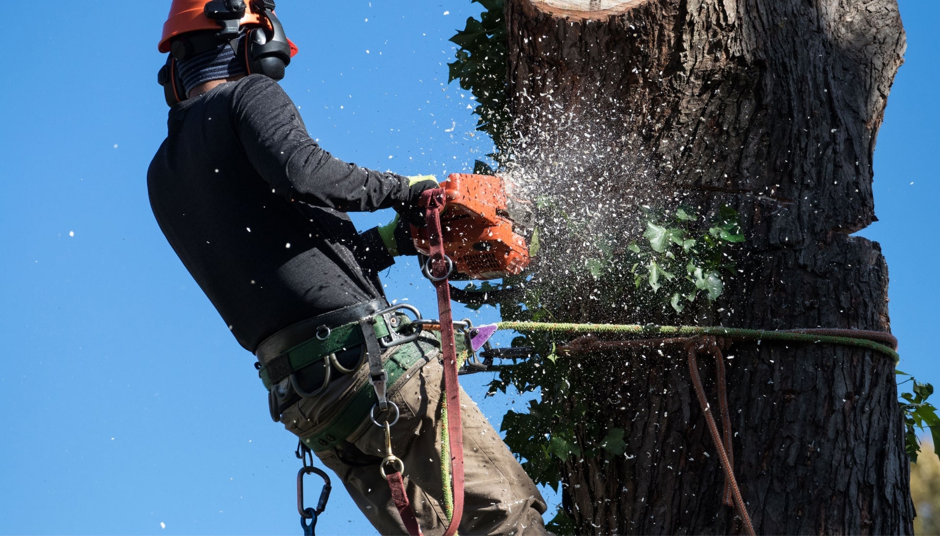 A tree trimming expert chopping a tree in Cumming, GA.